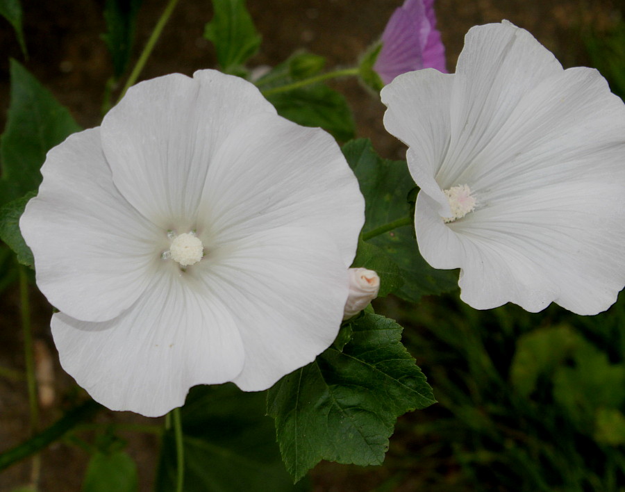 Image of Malva trimestris specimen.