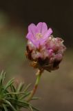 Armeria juniperifolia