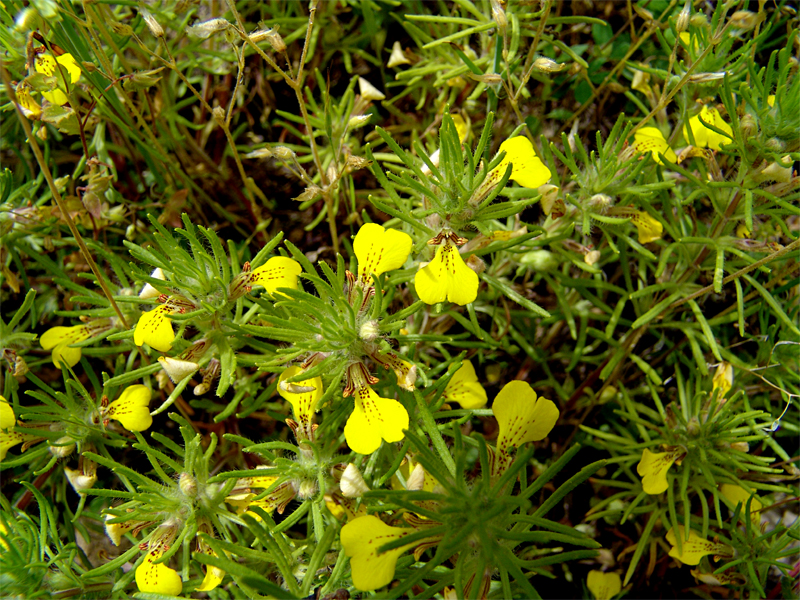 Image of Ajuga glabra specimen.