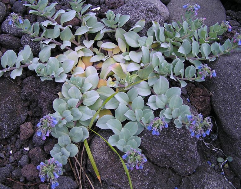 Image of Mertensia maritima specimen.