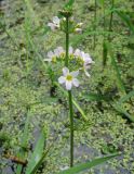 Hottonia palustris. Соцветие. Нидерланды, окрестности Гронингена, стоячий водоём. Май 2006 г.