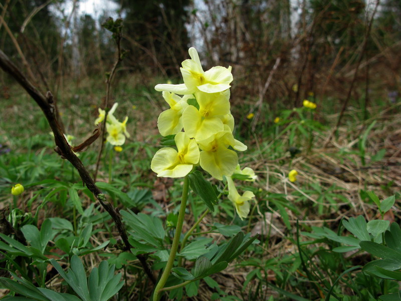 Image of Corydalis bombylina specimen.