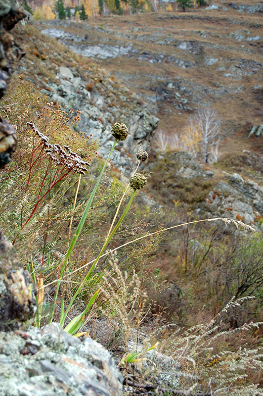 Image of Allium nutans specimen.