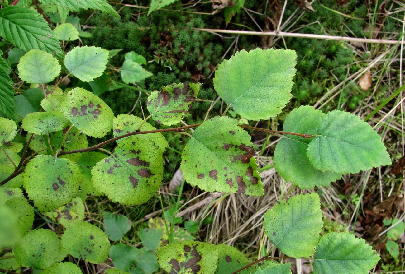 Image of Betula pubescens specimen.