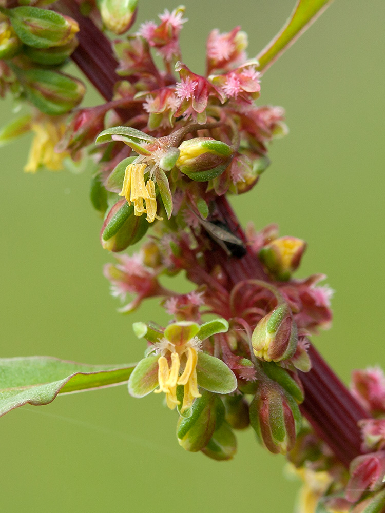 Image of Rumex sylvestris specimen.