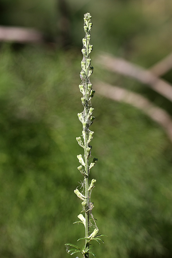 Image of Delphinium pavlovii specimen.