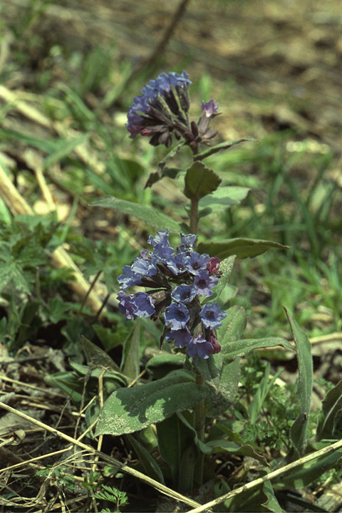 Изображение особи Pulmonaria mollis.