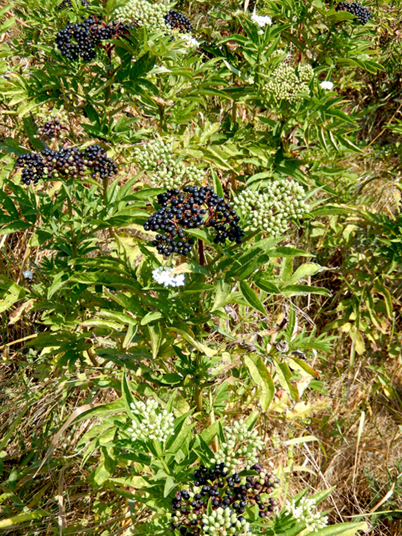 Image of Sambucus ebulus specimen.