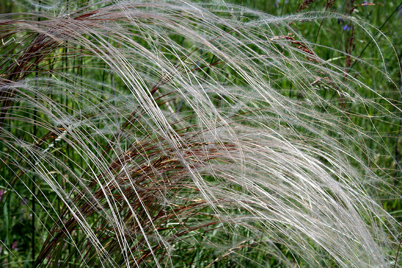 Изображение особи Stipa pulcherrima.