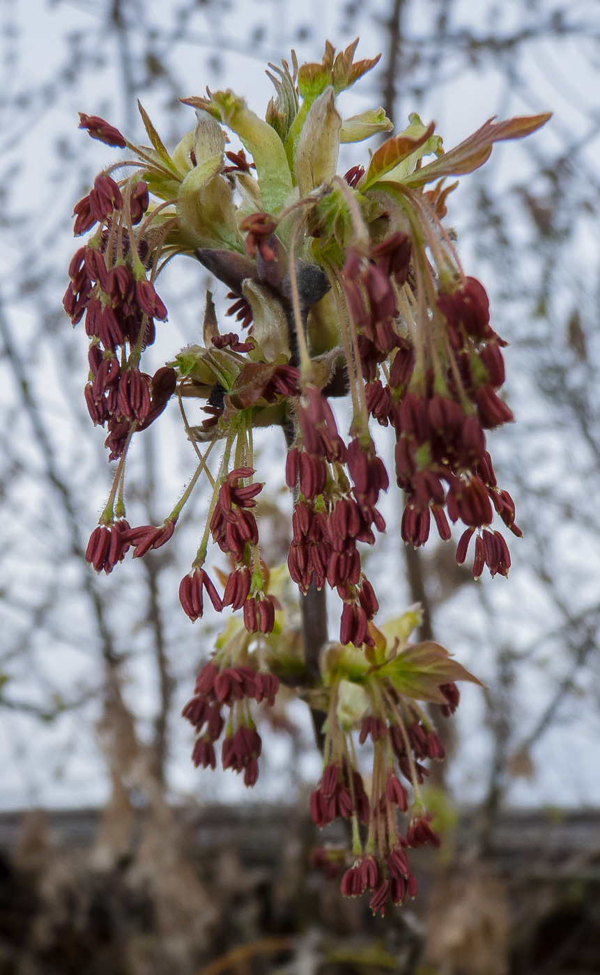 Image of Acer negundo specimen.