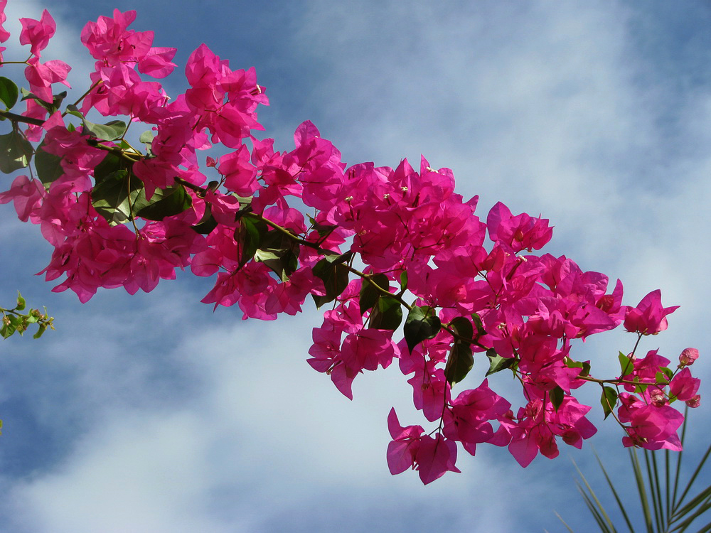 Изображение особи род Bougainvillea.