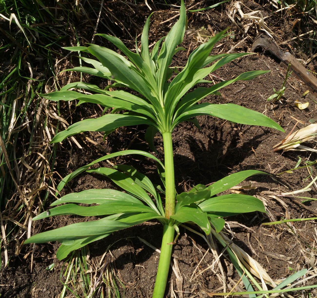 Изображение особи Lilium pilosiusculum.