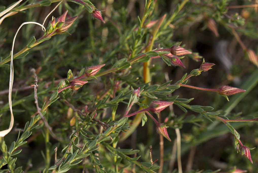 Image of Fumana arabica specimen.