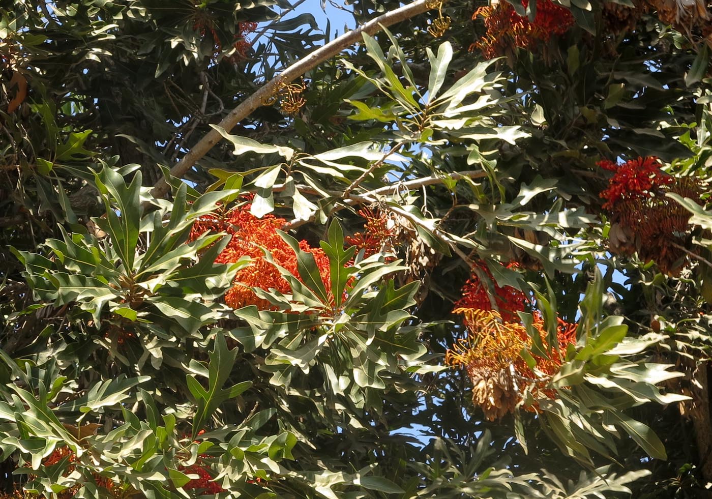 Image of Stenocarpus sinuatus specimen.