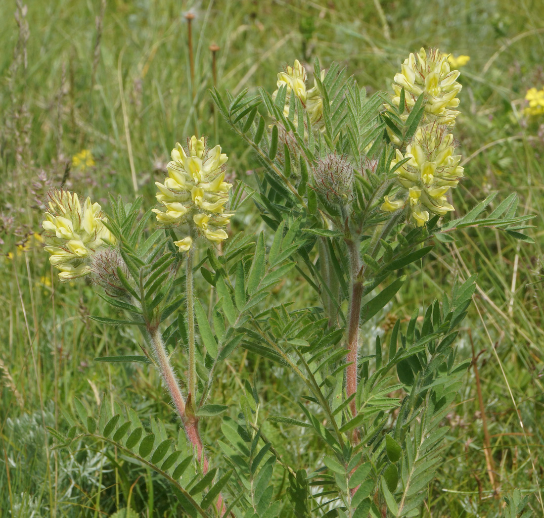 Image of Oxytropis pilosa specimen.