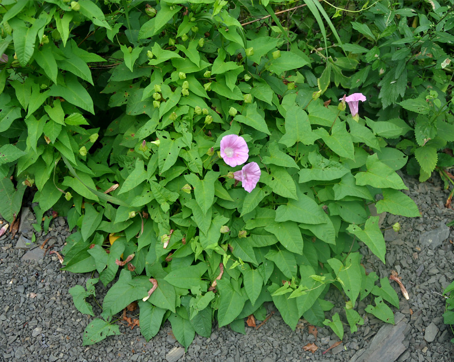 Image of Calystegia inflata specimen.