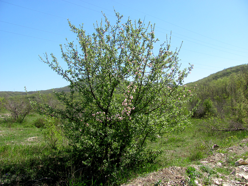 Image of Malus orientalis specimen.