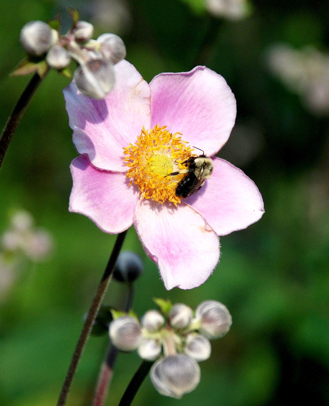 Image of Anemone hupehensis specimen.