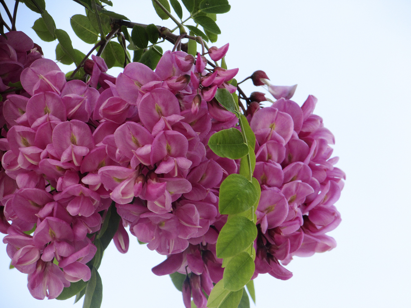 Image of Robinia neomexicana specimen.