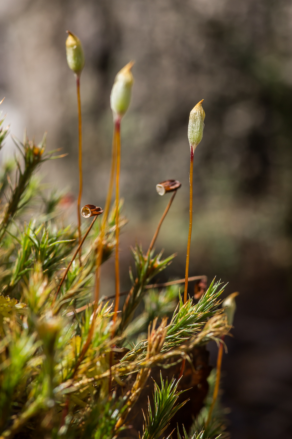 Изображение особи Polytrichum juniperinum.