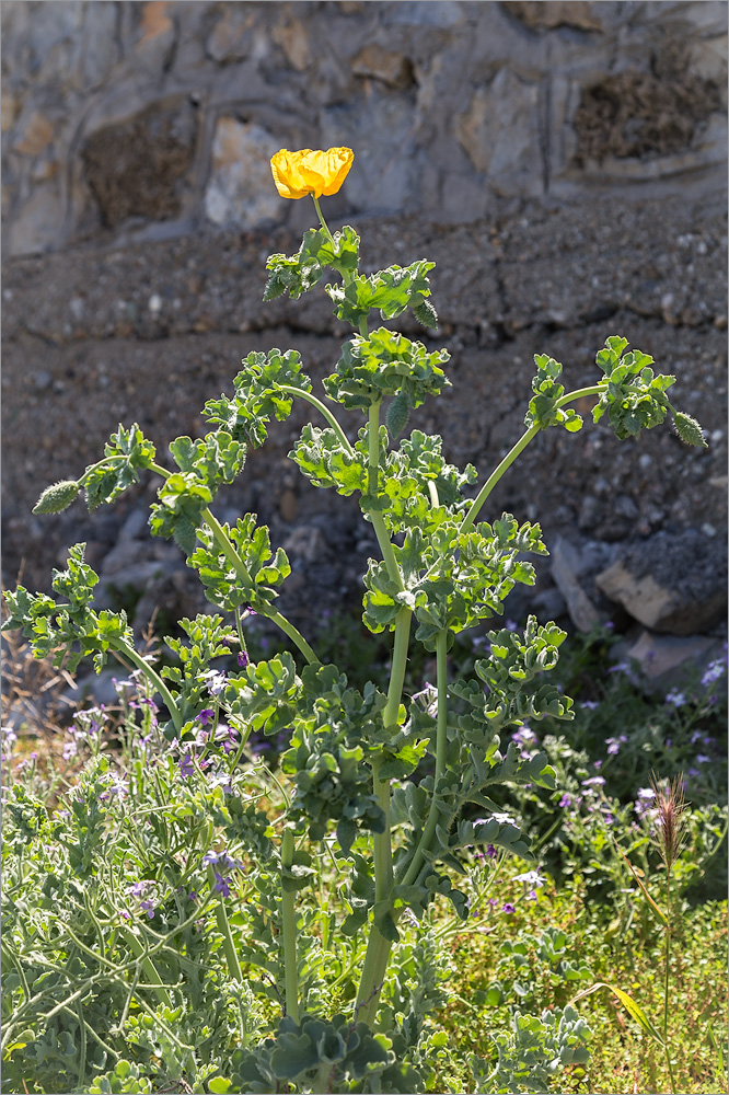 Image of Glaucium flavum specimen.