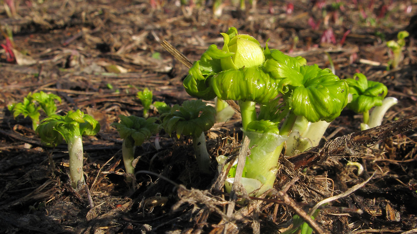 Image of Trollius ranunculinus specimen.