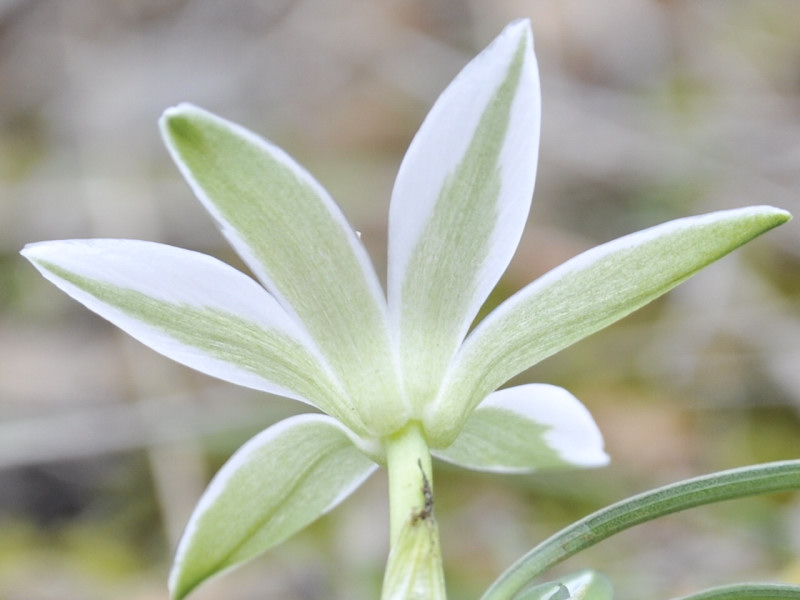 Image of Ornithogalum sibthorpii specimen.