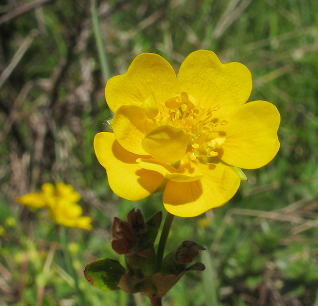 Image of Potentilla ruprechtii specimen.