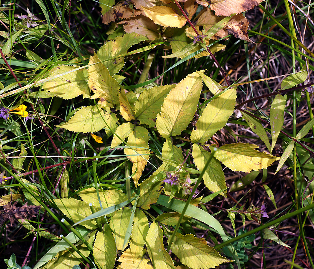 Image of Angelica sylvestris specimen.