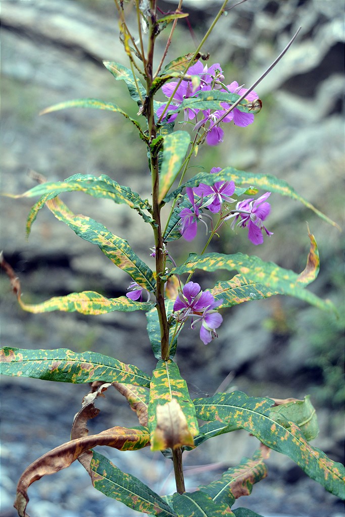 Image of Chamaenerion angustifolium specimen.