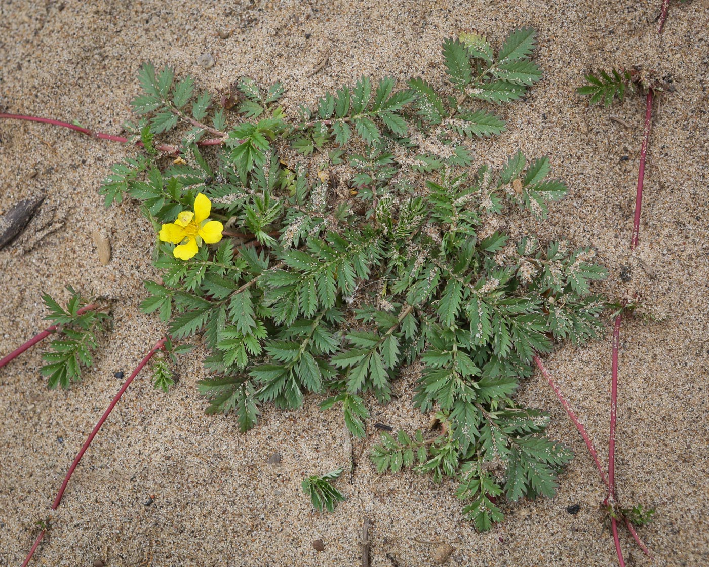 Изображение особи Potentilla anserina.