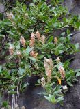 Salix arctica. Верхушки ветвей с соплодиями. Исландия, национальный парк Ватнайокюдль (северная часть), каньон Аусбирги. 05.08.2016.