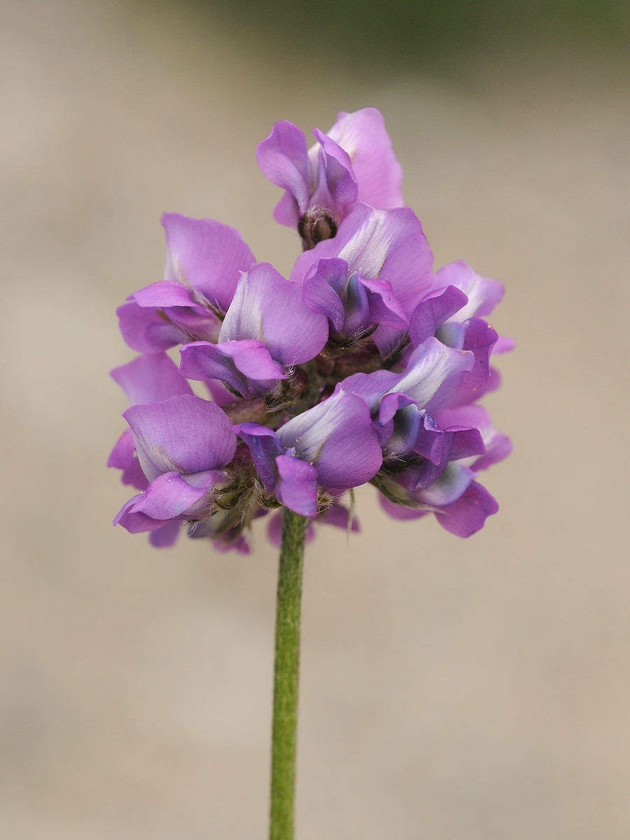 Image of Oxytropis lapponica specimen.