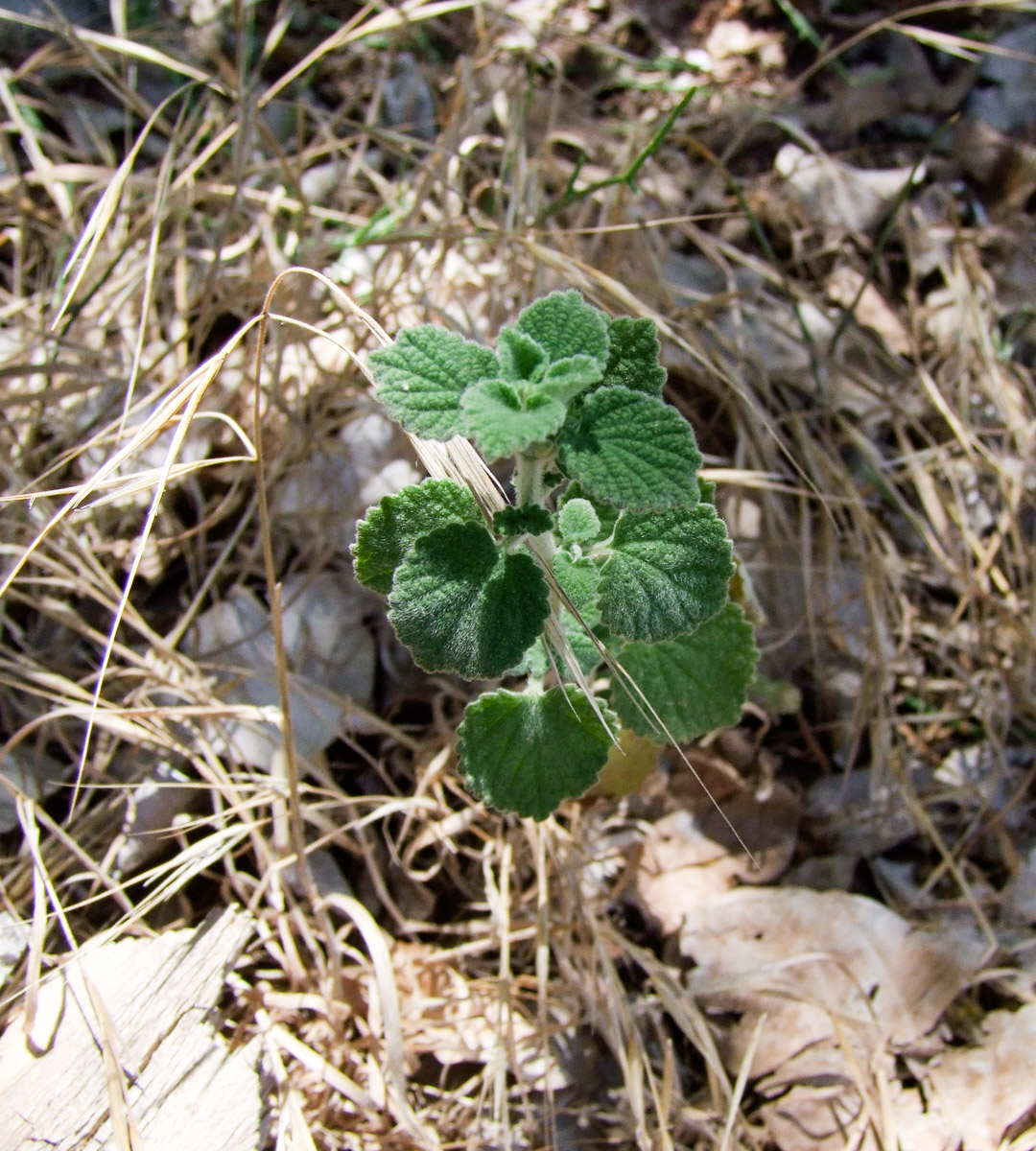 Image of Ballota philistaea specimen.