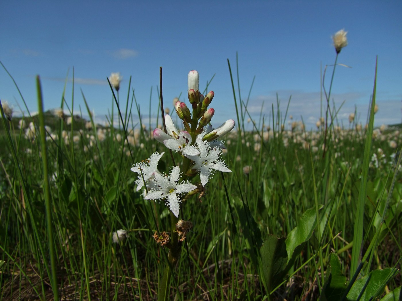 Image of Menyanthes trifoliata specimen.