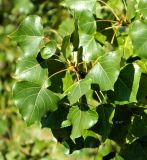 Populus nigra. Верхушка веточки. Испания, Кастилия и Леон, г. Саламанка, берег р. Тормес. Октябрь.