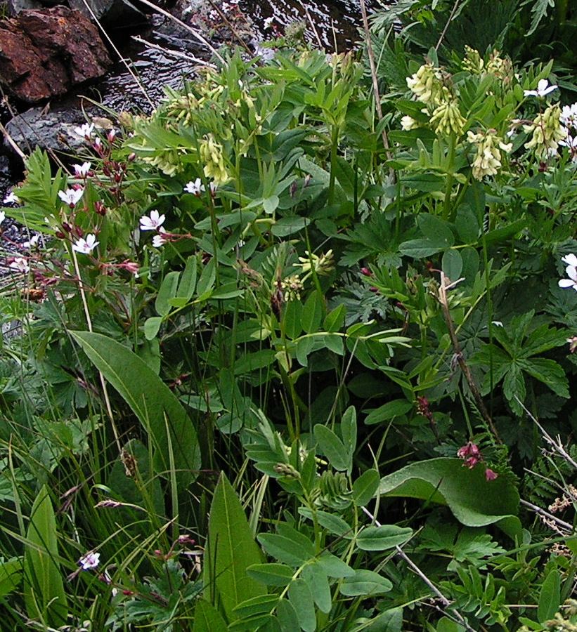 Image of Astragalus frigidus specimen.