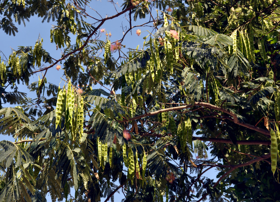 Изображение особи Albizia julibrissin.