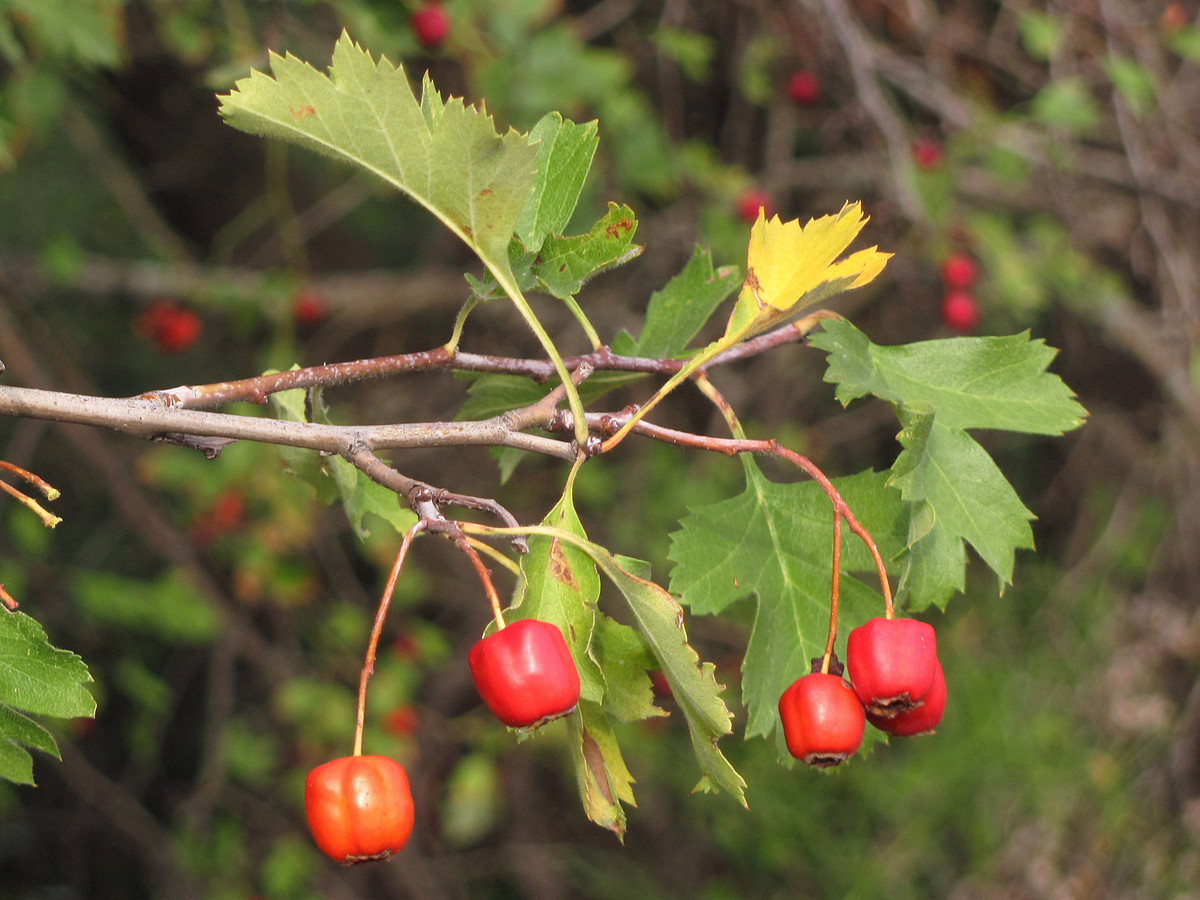 Image of Crataegus stankovii specimen.