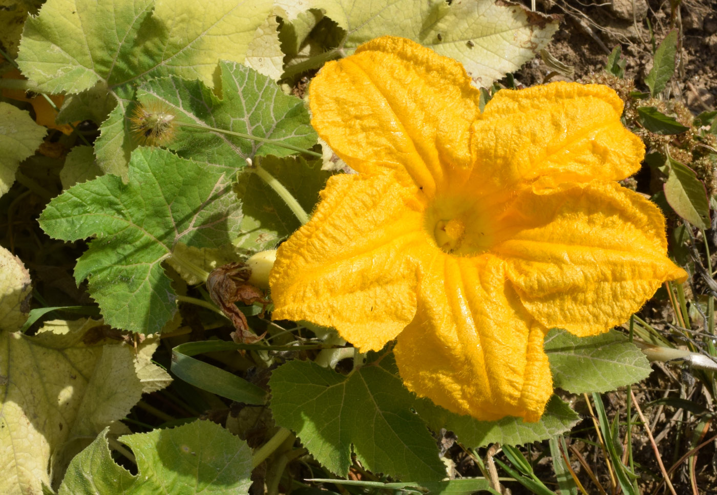 Image of Cucurbita pepo specimen.