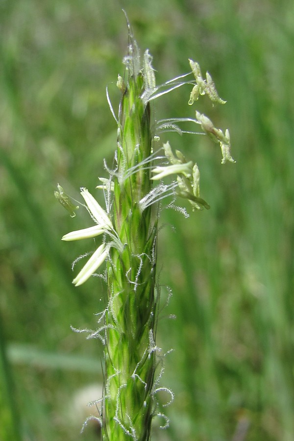 Image of Alopecurus myosuroides specimen.