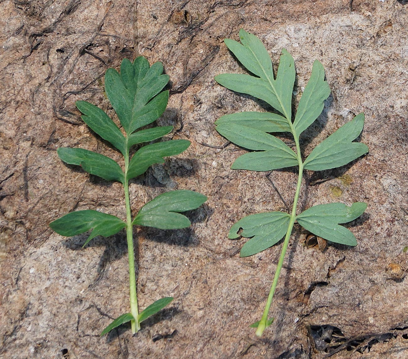 Image of Potentilla semiglabra specimen.