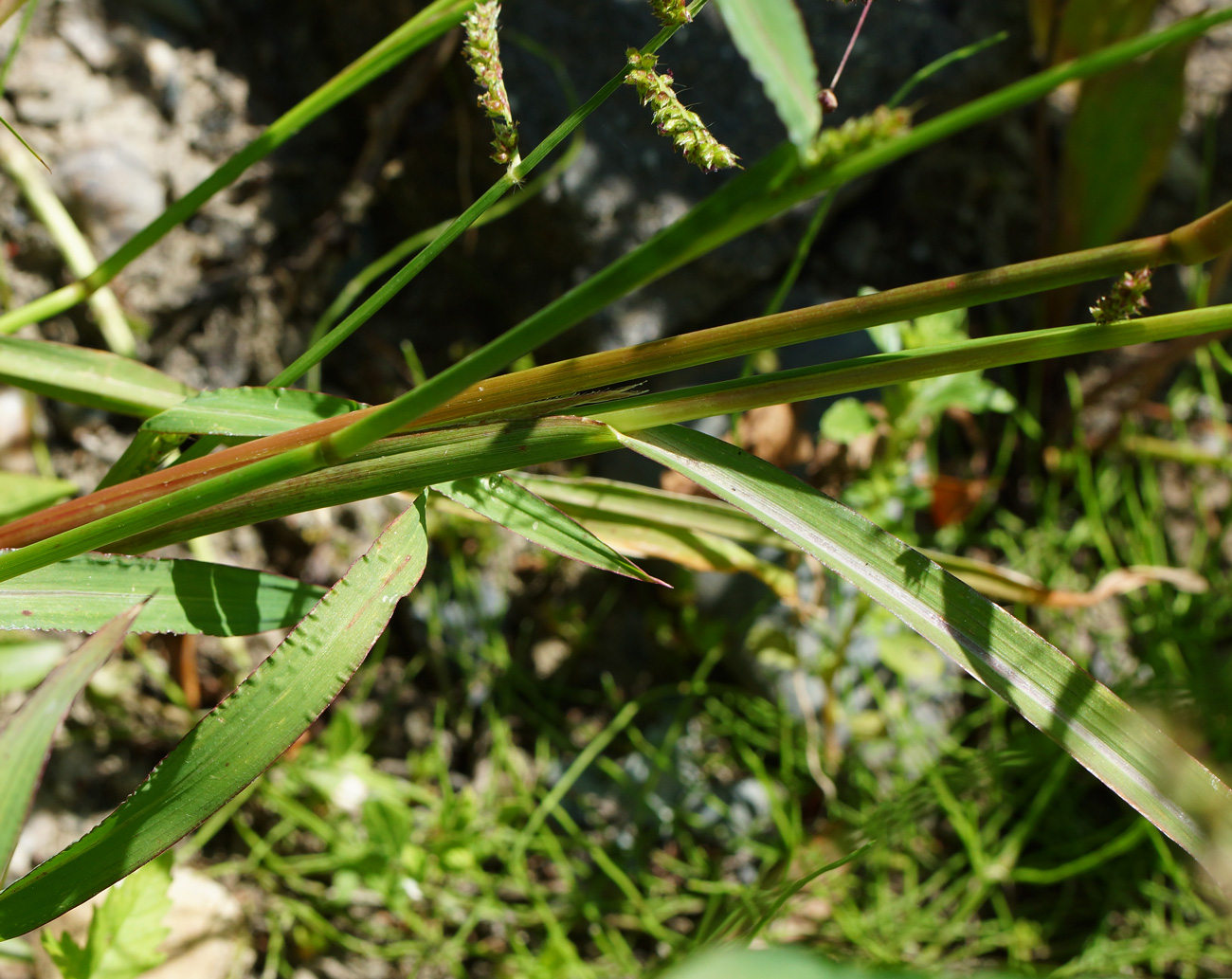 Image of Echinochloa crus-galli specimen.