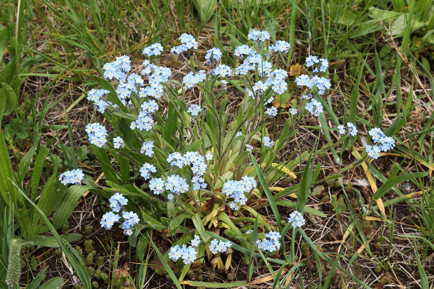 Изображение особи Myosotis sylvatica.