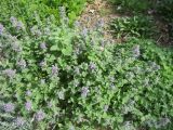 Nepeta mussinii. Цветущее растение. Волгоград, Ботсад ВГСПУ. 07.07.2016.