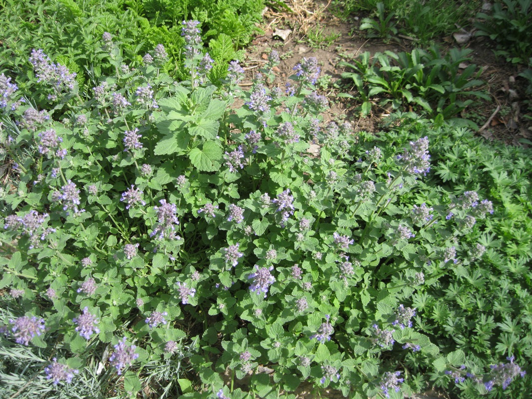 Image of Nepeta mussinii specimen.