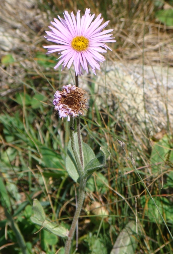 Image of Erigeron &times; raddeanus specimen.