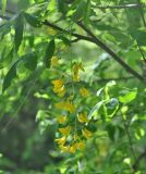 Laburnum anagyroides. Соцветие. Грузия, Боржоми-Харагаульский национальный парк, лес. 24.05.2018.