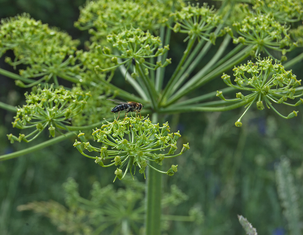 Изображение особи Heracleum sibiricum.