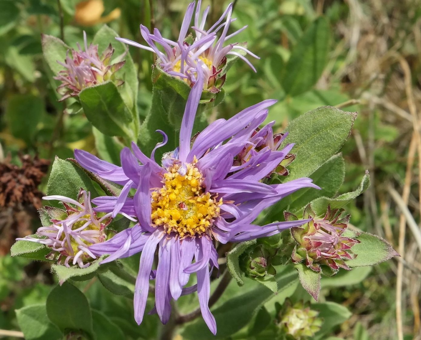 Image of Aster ibericus specimen.